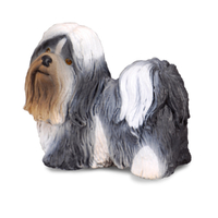 SHIH TZU (M)