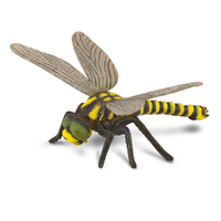 GOLDEN RINGED DRAGONFLY (L)