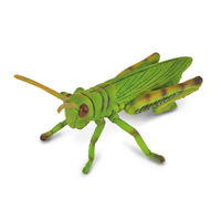 GRASSHOPPER (M)