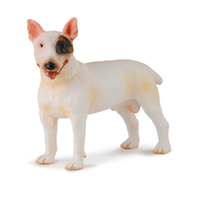 BULL TERRIER MALE (M)