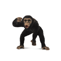 CHIMPANZEE MALE (M)