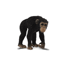 CHIMPANZEE FEMALE (M)