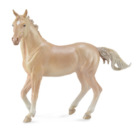 AKHAL-TEKE MARE PERLINO (XL)