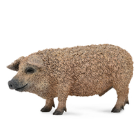 HUNGARIAN PIG (M)