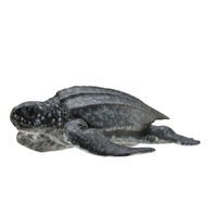 LEATHERBACK SEA TURTLE (M)