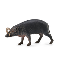 SULAWESI BABIRUSA (L)