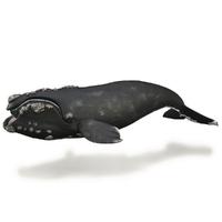 RIGHT WHALE (XL)