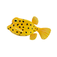 BOXFISH (S)