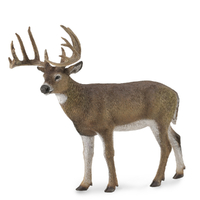 WHITE-TAILED DEER (L)
