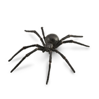 BLACK WIDOW SPIDER (L)