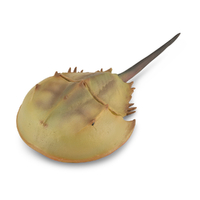 HORSESHOE CRAB (XL)