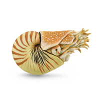 NAUTILUS POMPILIUS (XL)