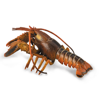 LOBSTER (DLX)