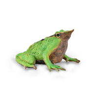 DARWIN'S FROG (M)
