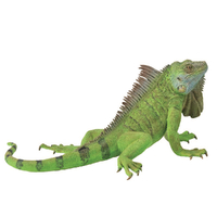 IGUANA (XL)