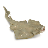 ANGEL SHARK (M)